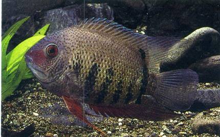 american cichlids